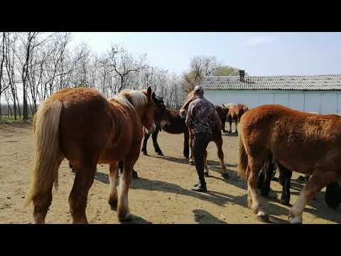 Manji de 1 an - 0744782178, Herghelia Fitero