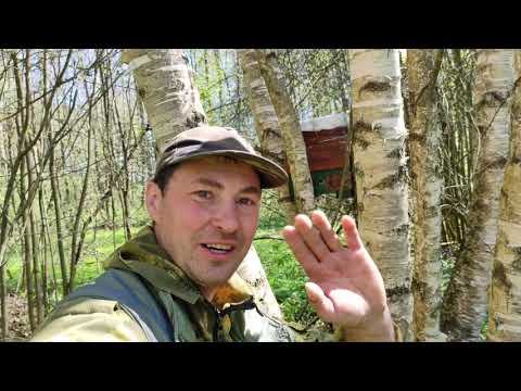 Пчеловодство.Охота на пчелиные рои. Установка ловушек с апироем на бродячии рои в лесу. #Роеловство