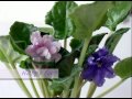 Фиалка - сказочной красоты Королева 