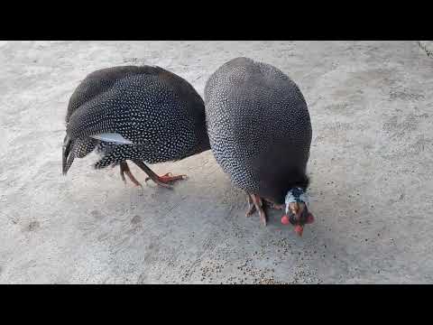 Helmeted Guineafaw video