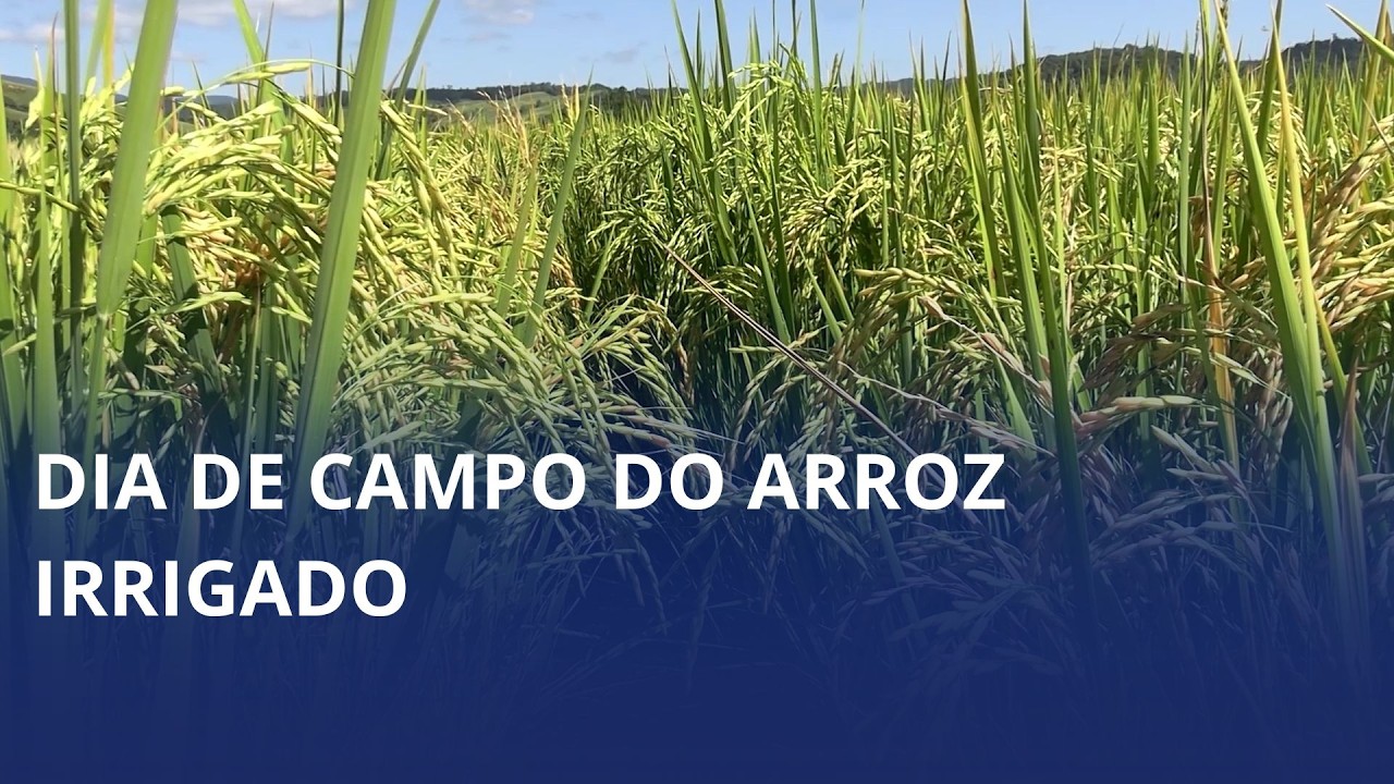 Dia de Campo do Arroz Irrigado é realizado em Mirim Doce