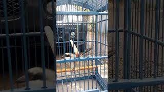 Download lagu CENDET PILIS JABAR GACOR mp3