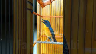 Download lagu Masteran Tledekan Gacor Full isian #tledekangununggacor #sulingangunung #kicaumania #tledekan mp3