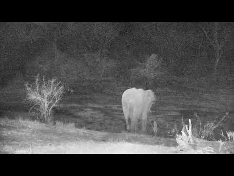 Djuma: Lone Elephant comes for a quick drink - 21:24 - 10/07/18