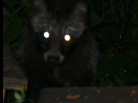 Supikoira ja siili - Raccoon Dog and Hedgehog