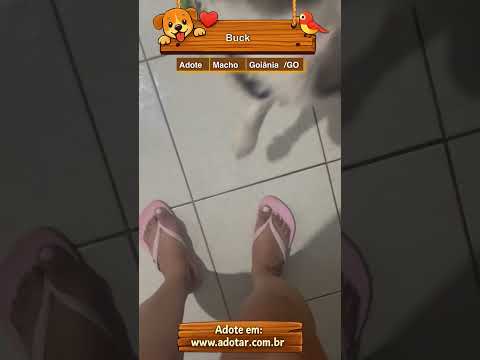Vídeo de Buck