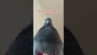 Download lagu the real cost of a pet pigeon mp3 Download lagu the real cost of a pet pigeon mp3