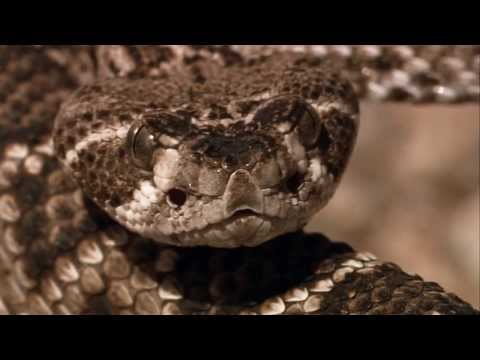 Roadrunner and Rattlesnake fight