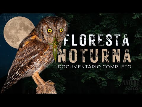 NOITE NA SELVA | Uma Jornada Pela Floresta Oculta - Documentário Completo