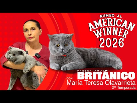 British Cat | Breed Standard with Royal Canin ft. María Teresa Olavarrieta