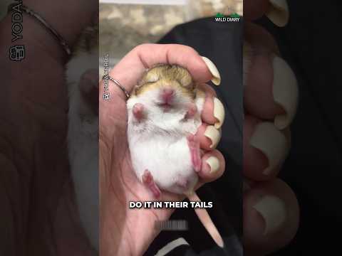 Duprasi — Fat-tailed gerbil (Pachyuromys duprasi)