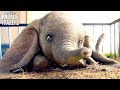DUMBO Trailer Live Action 2019 Tim Burton Disney Movie