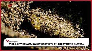 Sweet Harvests on the M'Nong Plateau | Vietnam Today
