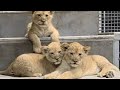 Welcome Home Lion Cub Nickjr Kids