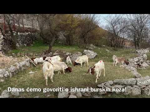 Burske (boer) koze Ishrana!