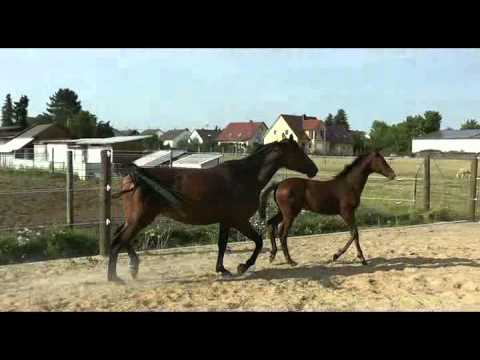 Contendro  4 Jährige Stute