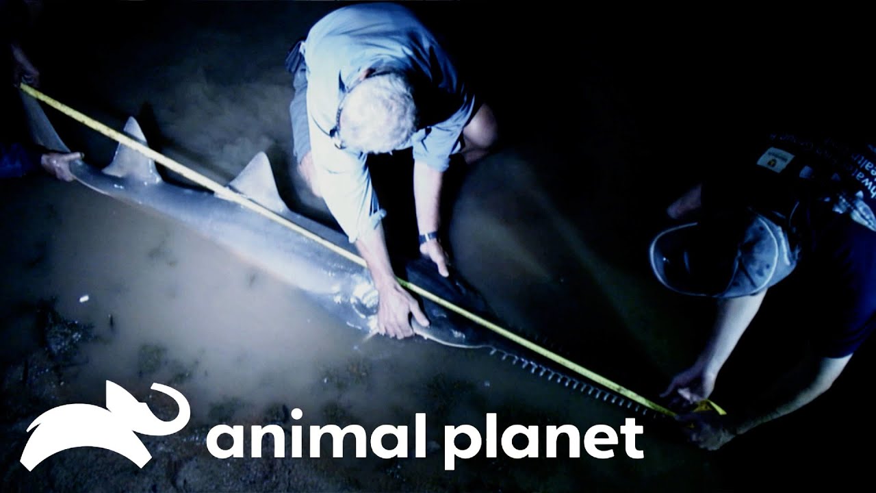 Jeremy Wade Faces Off with an 18 Foot Sawfish! | River Monsters | Animal Planet