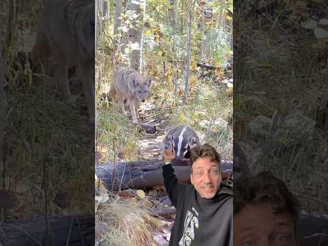 Badgers and Coyotes working togather