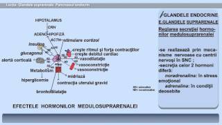 Glandele suprarenale și pancreasul endocrin.