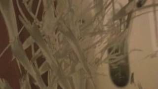 Walrus TV Artist Feature: Tiffany Bozic "Dithers" Series