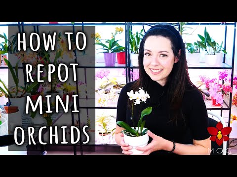 How to repot a Mini Phalaenopsis Orchid - Detailed guide | Orchid Care for Beginners