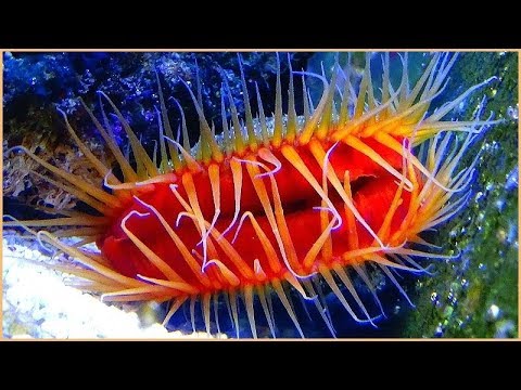Ctenoides scaber - (Born, 1778) - (Limidae) - Lime rêche - Nausicaa - France - 08/2019