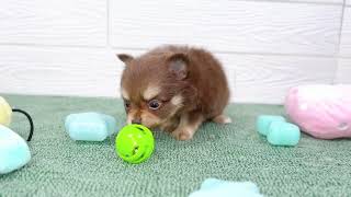 ハーフ犬の動画01