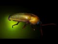 Firefly Lightning Bugs How Does Firefly Produce Light Bioluminescence Light Bug