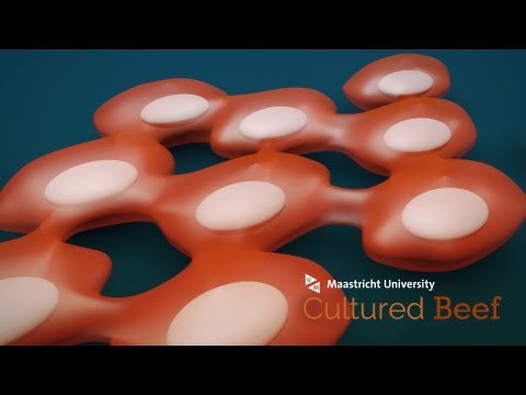 Cultured Beef Process thumnail
