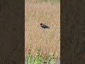 Red Winged Blackbird