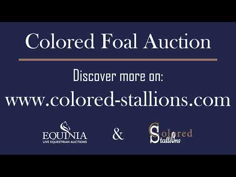 STARDUST AF ELESTORP