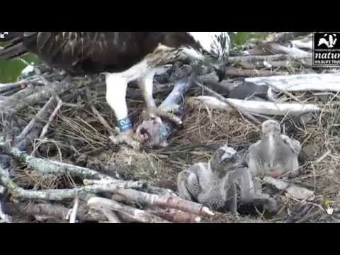 DYFI OSPREY CAM GLESNI FEEDING CHICKS