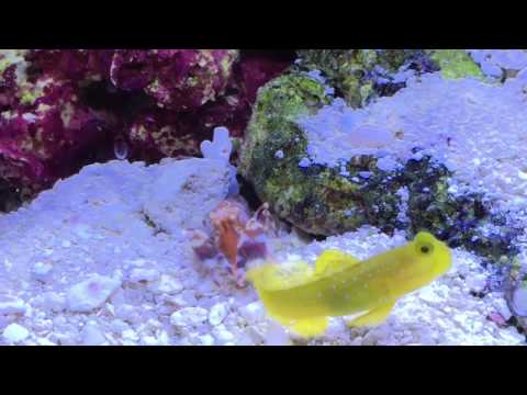 Meal time with Tiger Pistol Shrimp & Watchman Goby