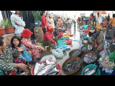 Early Morning Prek Phnov Fish Market - Early Morning Daily Lifestyle of Vendor Buying Fish & Seafood