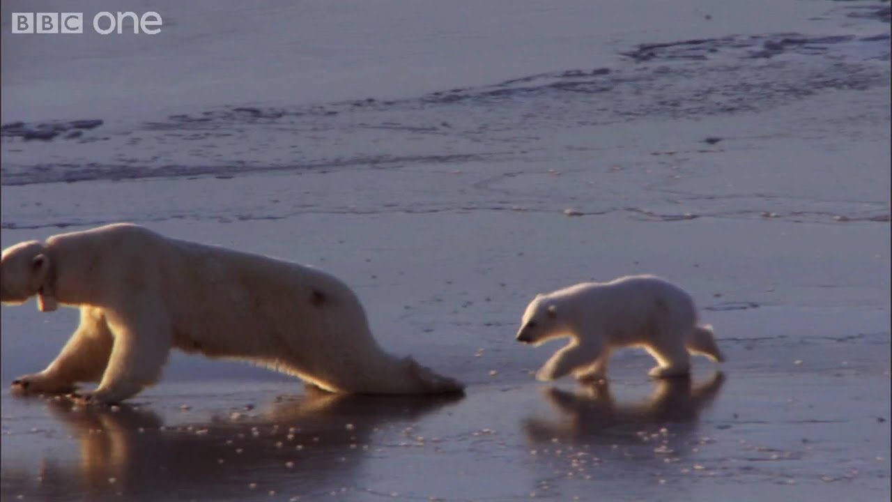 HD: 'Ice Skating' Polar Bears - Nature's Great Events: The Great Melt - BBC