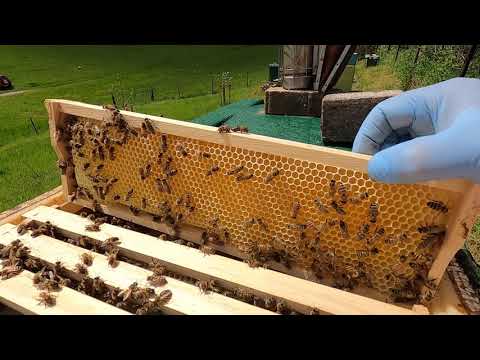 Bleta, 13.05.2021 Korrnizat me mjalte