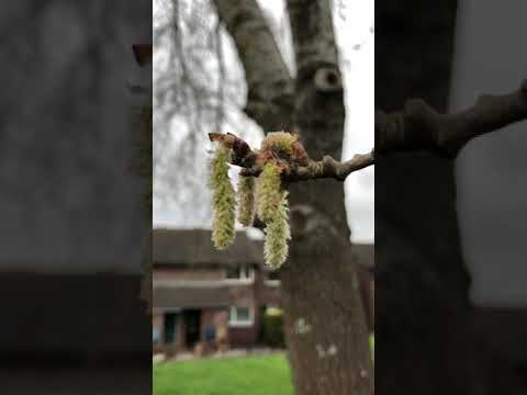 ホワイトポプラ 植物