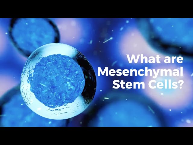 What Is Stem Cell Therapy
