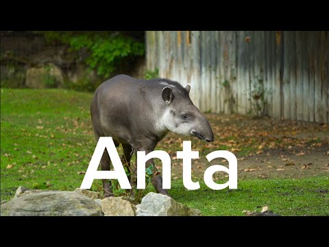 Meet the ANTA, this incredible animal, known as the "Gardener of the Forest" | Animals for children