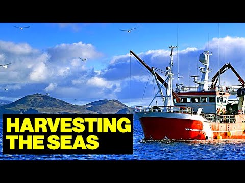 Life and Work On a Commercial FISHING Vessel // Full Documentary