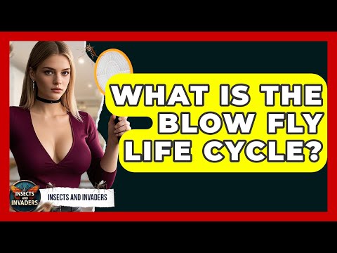 What Is The Blow Fly Life Cycle? - Insects and Invaders