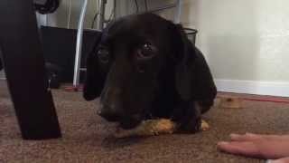 Happy dog turns angry over bone