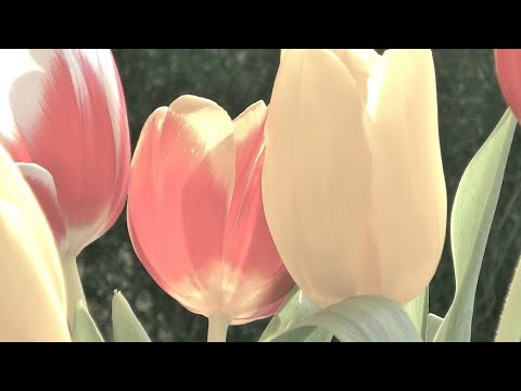 The Tulip Bubble | Terra Mater Studios (Official Trailer)