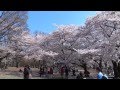 Сакура-ханами 2015 в парке Йойоги.Токио (1 часть) 