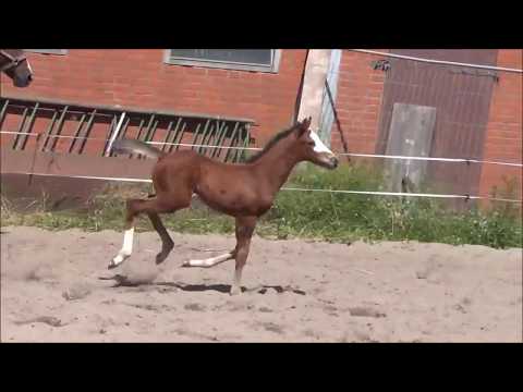 *2017 Hengstfohlen von Quite Rubin / Chico's Boy  SOLD!!!