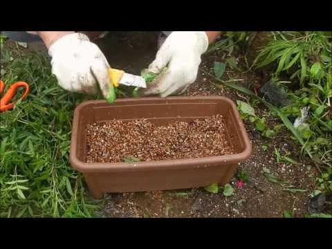 園芸 レモンマリーゴールド、低木マリーゴールド