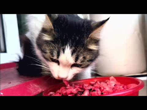 Stray cat Inessa loves raw meat | I feed homeless animals