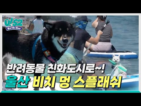 [생방송 0!52] 울산, 반려동물 친화도시로 거듭나다! 비치 멍 스플래쉬