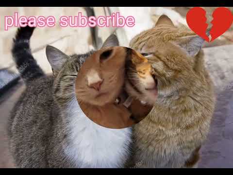 hare hoy maro bhai masti ke hay hay #yutubshorts  #trendingshorts  #shorts #shortfeed