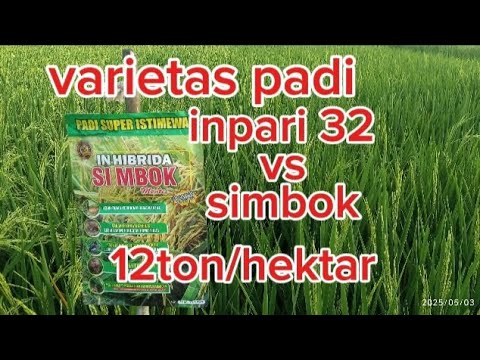 Reviewing the Simbok hybrid rice variety with a potential yield of 12 tons/hectare #agriculture #...
